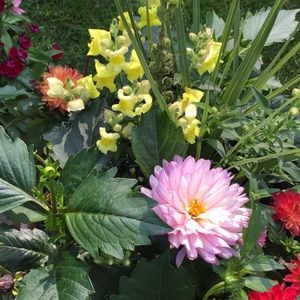 Meet your Posher, Jocelyn